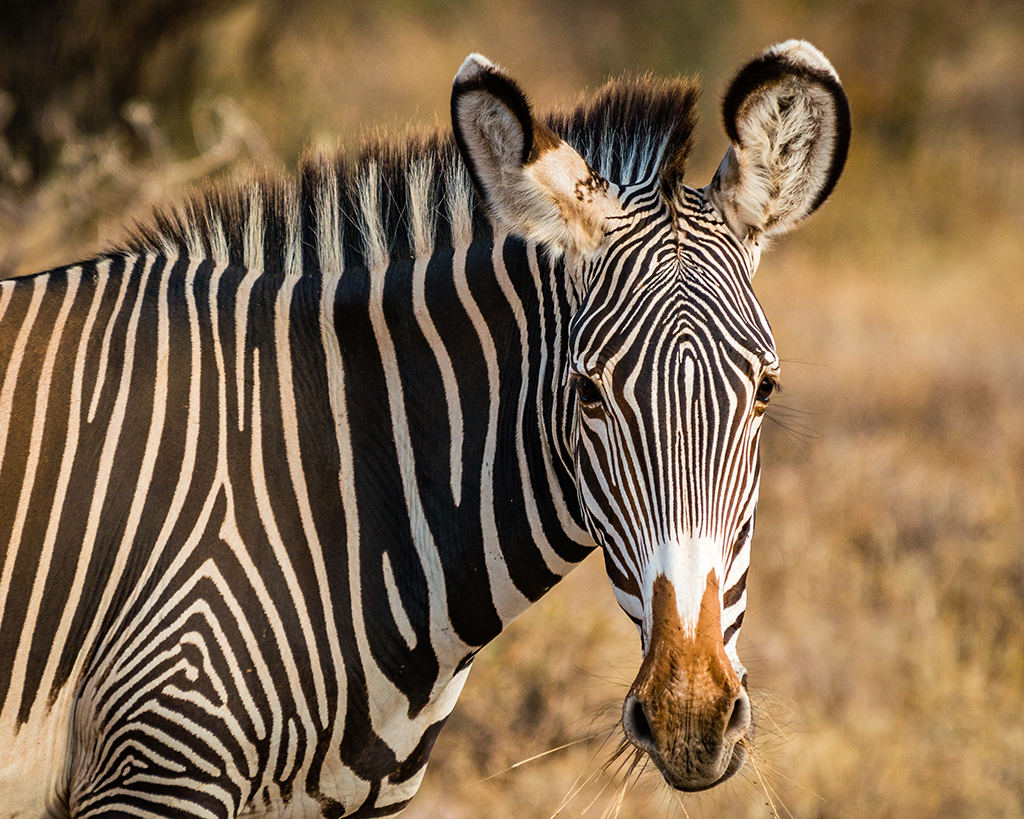 Zebra protection