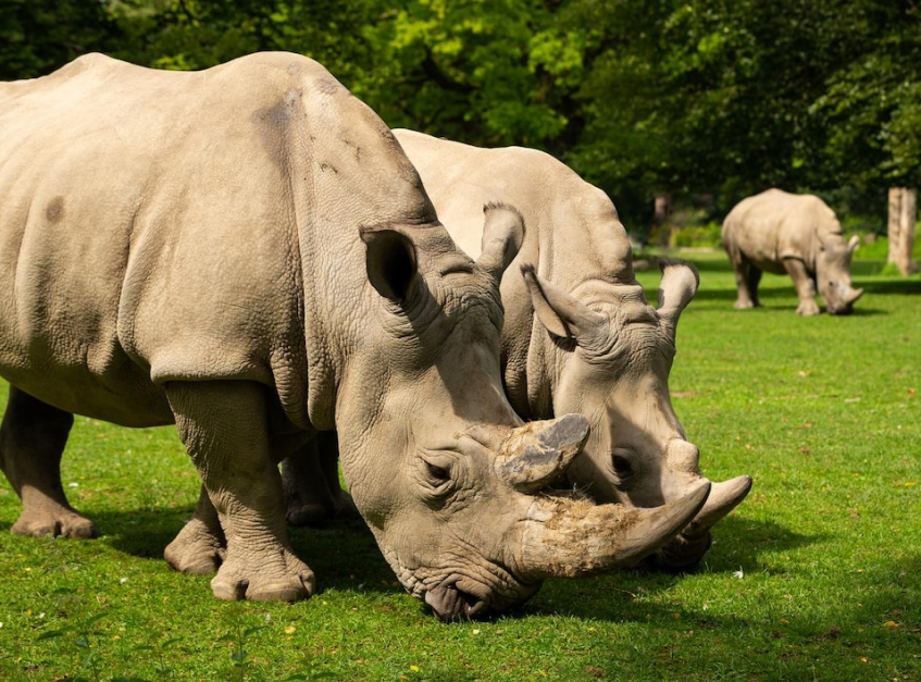 Saving the Rhino Population